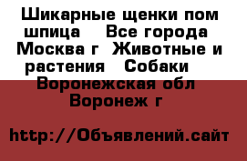 Шикарные щенки пом шпица  - Все города, Москва г. Животные и растения » Собаки   . Воронежская обл.,Воронеж г.